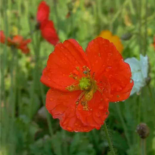 Zwergiger Garten-Mohn 'Gartenzwerg' Zwergiger Garten-Mohn 'Gartenzwerg'