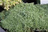 Zwergiger Garten-Thymian 'Minor'