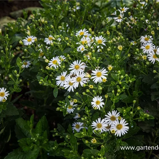 Zwerg-Wild-Aster 'Starshine'® Zwerg-Wild-Aster 'Starshine'®