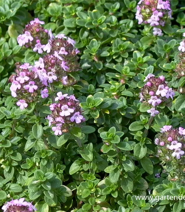 P2004515_1.jpg P2004515_1.jpg