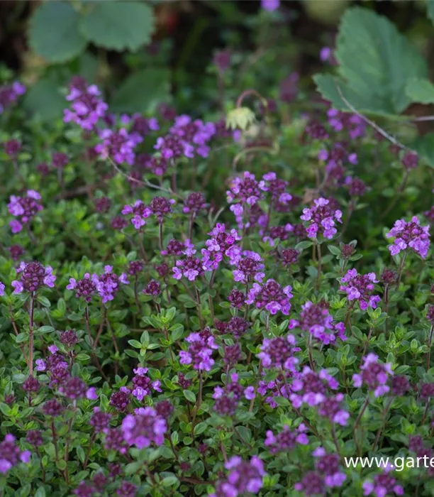 P2004515_2.jpg P2004515_2.jpg