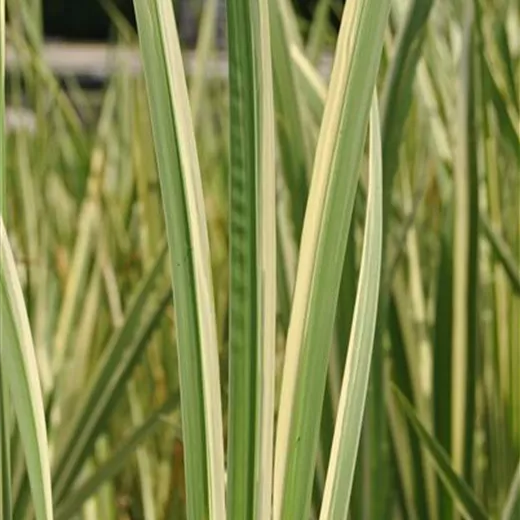 Weißgestreifter Garten-Kalmus 'Variegatus' Weißgestreifter Garten-Kalmus 'Variegatus'