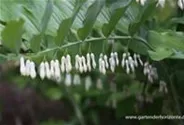 Zweiblütiges Salomonssiegel