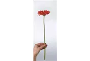 fleur ami GERBERA Rollenware (200 Meter)