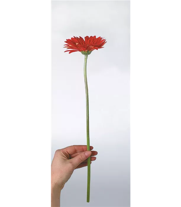 91133_gerbera_rollenware~01.jpg