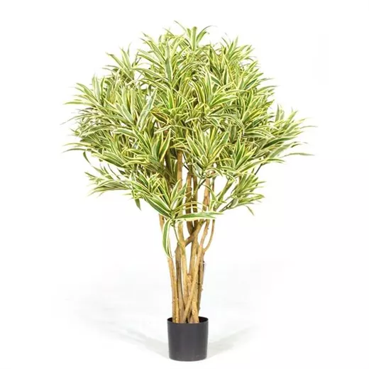 fleur ami DRACAENA REFLEXA Kunstpflanze fleur ami DRACAENA REFLEXA Kunstpflanze