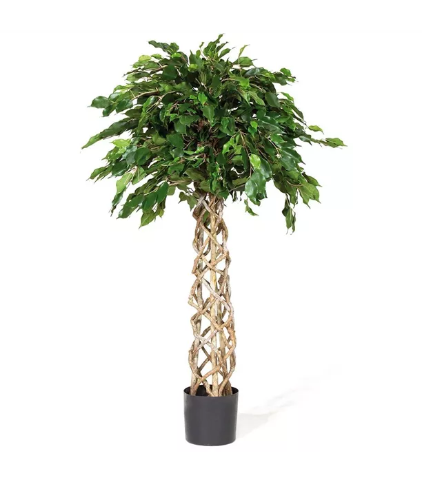 17971_ficus.jpg