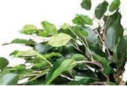 fleur ami FICUS EXOTICA KUGEL Kunstpflanze