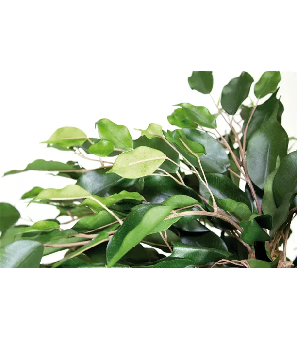 17971_ficus_exotica_ball_150~01.jpg