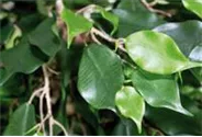 fleur ami FICUS EXOTICA KUGEL Kunstpflanze