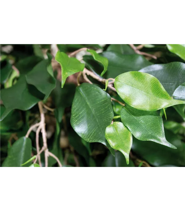 17971_ficus_exotica_ball_150~02.jpg