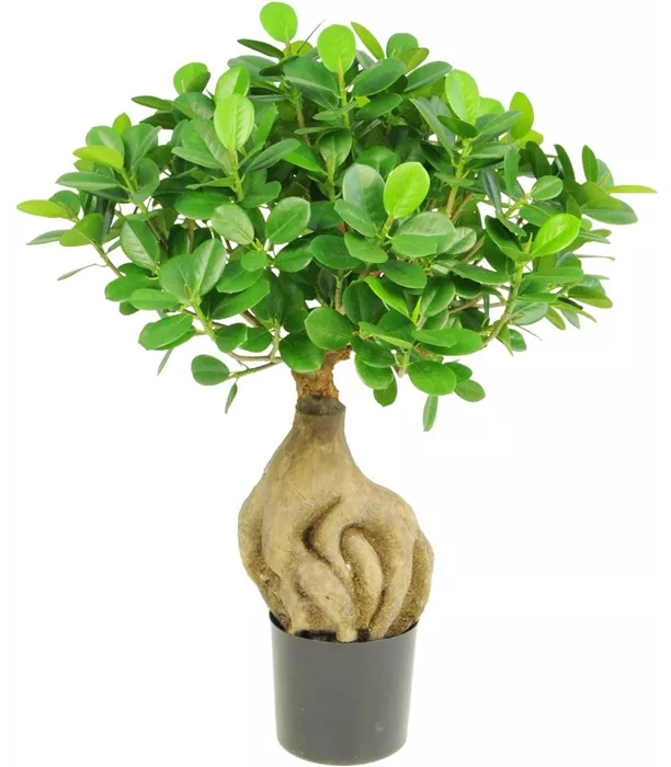 21701_ficus-panda-bonsai_kunstpflanze_01.jpg