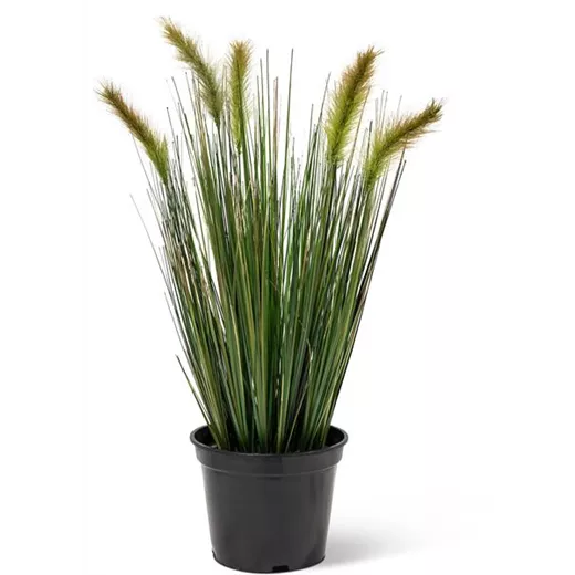 fleur ami FOXTAIL GRAS Kunstpflanze fleur ami FOXTAIL GRAS Kunstpflanze