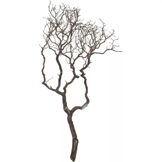 fleur ami Manzanita fleur ami Manzanita