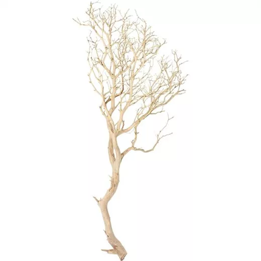 fleur ami Manzanita fleur ami Manzanita