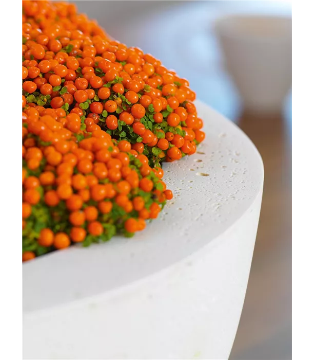 17242_polystone_ego_plus_creme~01.jpg