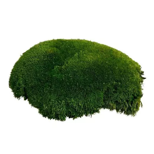fleur ami PREMIUM BALLENMOOS fleur ami PREMIUM BALLENMOOS