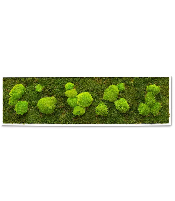 mossbild-fleur-ami-23174-M.jpg