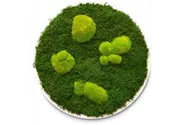 fleur ami PREMIUM Moos-Bild