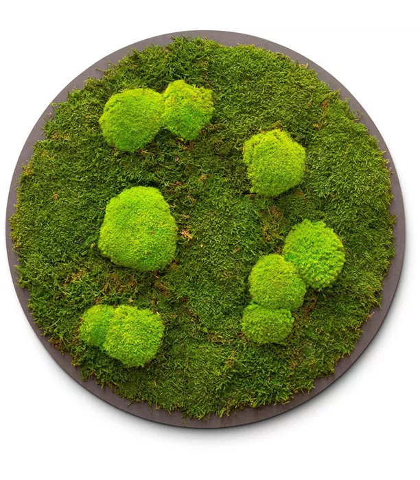 mossbild-fleur-ami-23287-I.jpg
