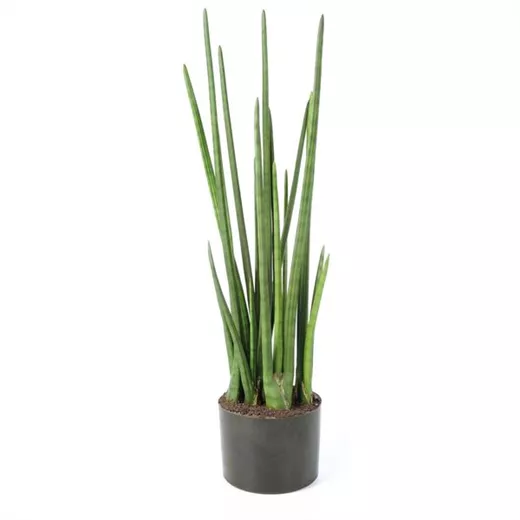fleur ami SANSEVIERIA CYLINDRICA Kunstpflanze fleur ami SANSEVIERIA CYLINDRICA Kunstpflanze