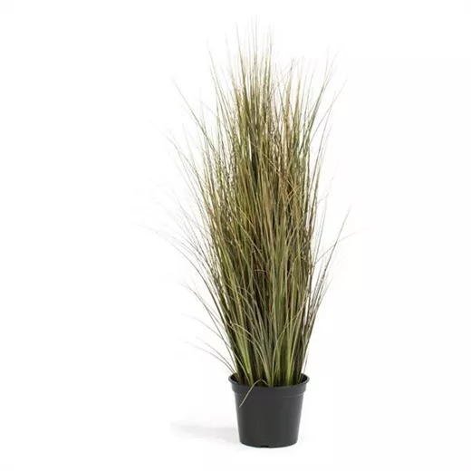 fleur ami ZWIEBELGRAS fleur ami ZWIEBELGRAS
