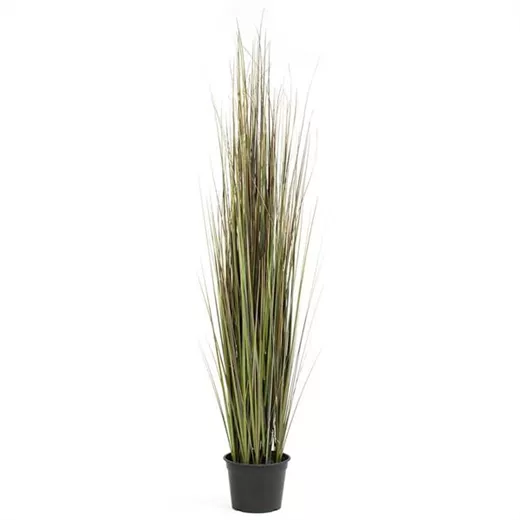 fleur ami ZWIEBELGRAS fleur ami ZWIEBELGRAS