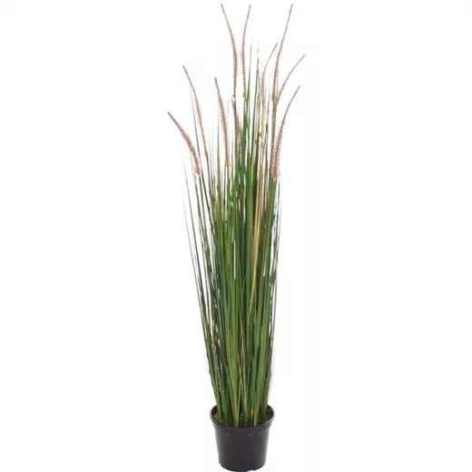 fleur ami ZWIEBELGRAS fleur ami ZWIEBELGRAS