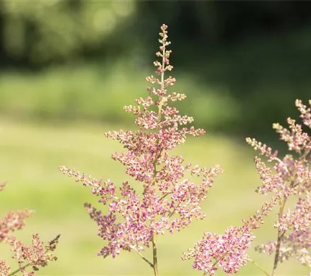 Arends Garten-Prachtspiere 'Anita Peifer'