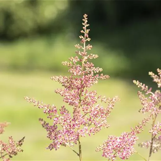 Arends Garten-Prachtspiere 'Anita Peifer'