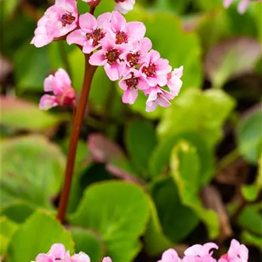 Bergenia cordifolia 'Baby Doll' Bergenia cordifolia 'Baby Doll'