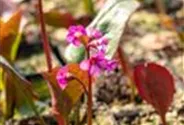 Bergenia cordifolia 'Morgenröte'