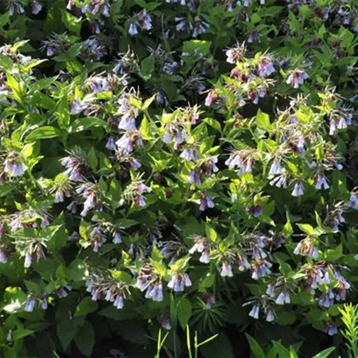 Blaublühender Beinwell Blaublühender Beinwell