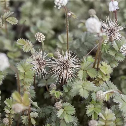 Blaugraues Stachelnüsschen