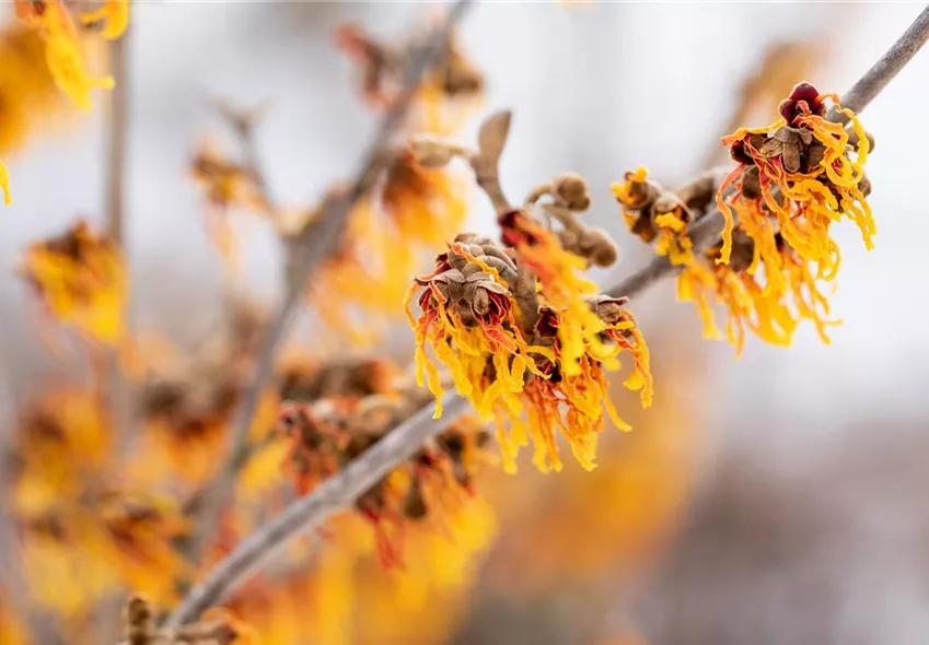 Herbstdeko - Kürbisse und Heide Winter - Zaubernuss im Schnee