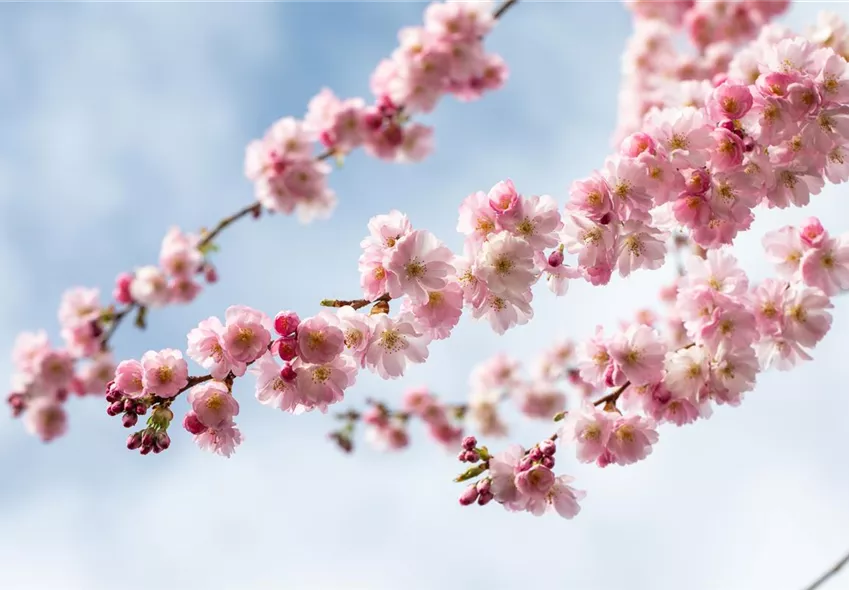Prunus subhirtella 'Accolade' Prunus subhirtella 'Accolade'