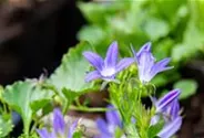 Campanula poscharskyana 'Stella'