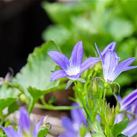 Campanula poscharskyana 'Stella' Campanula poscharskyana 'Stella'