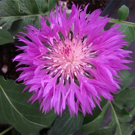Centaurea dealbata Centaurea dealbata