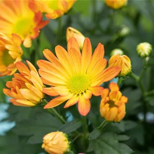 Chrysanthemum x hort.'Kleiner Bernstein' Chrysanthemum x hort.'Kleiner Bernstein'