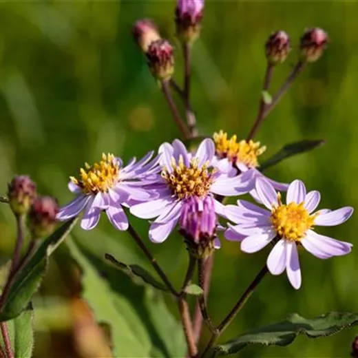 Wild-Aster Wild-Aster