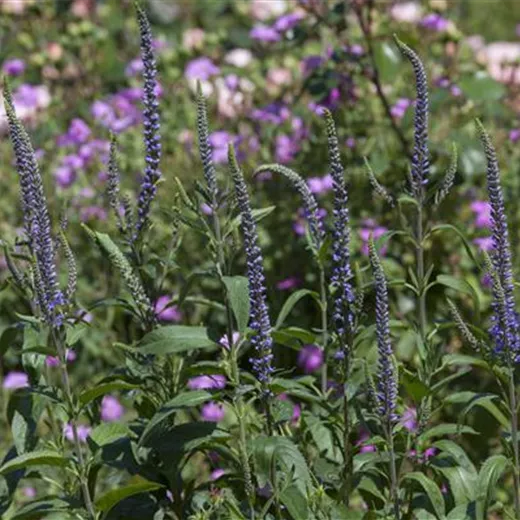 Veronica spicata 'Inspire Rose' -R- Veronica spicata 'Inspire Rose' -R-