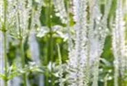 Veronica spicata 'White Jolanda'