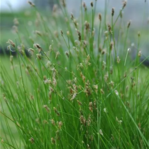 Sumpfsimse Sumpfsimse