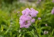 Prächtige Wiesenraute