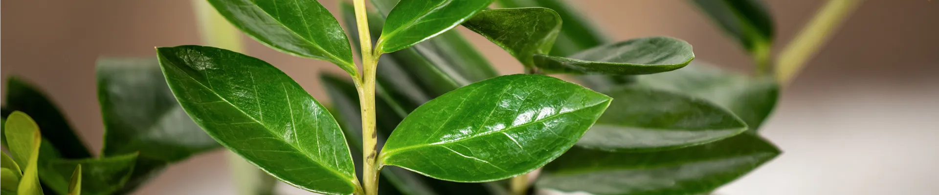 Zamioculcas zamiifolia