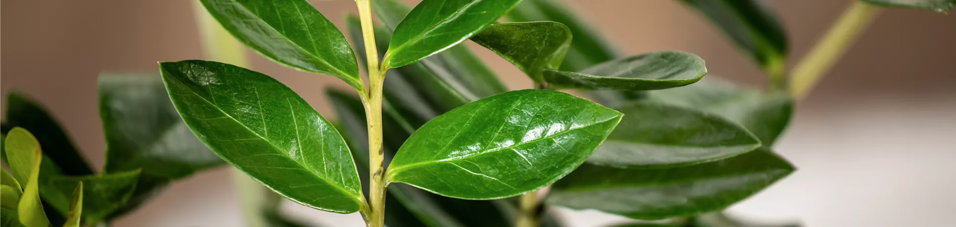 Zamioculcas zamiifolia