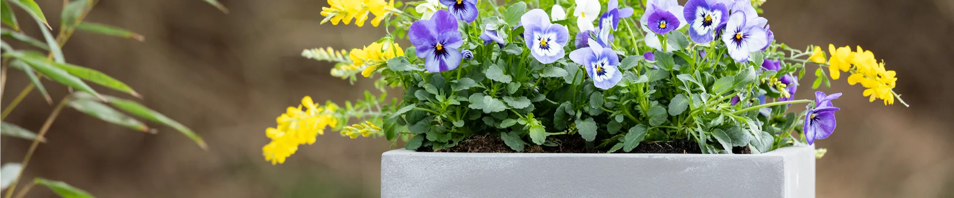 Frühlingsblumenmix im Betonkübel