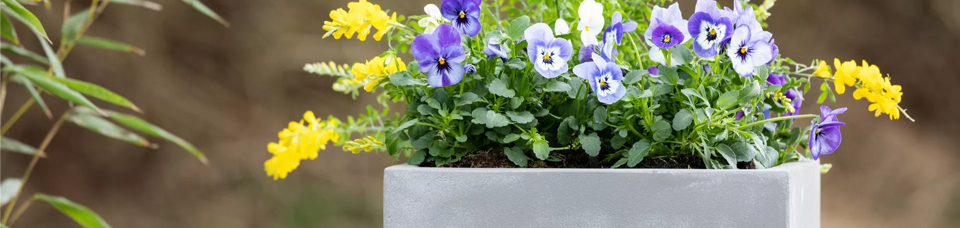 Frühlingsblumenmix im Betonkübel
