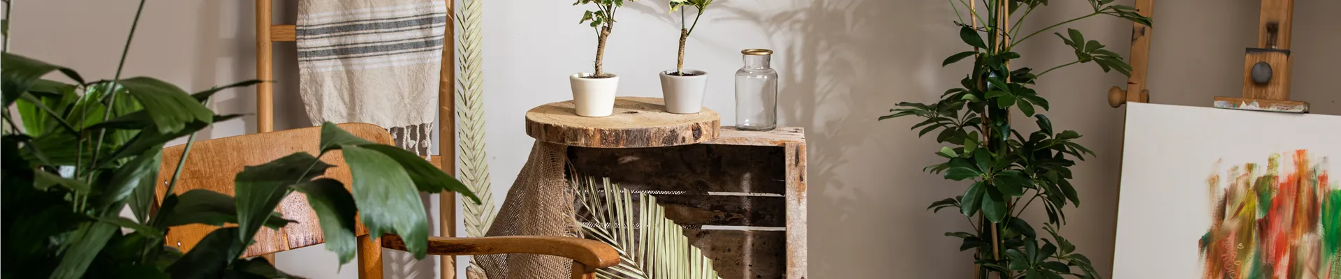 Zimmerpflanzen im Ambiente